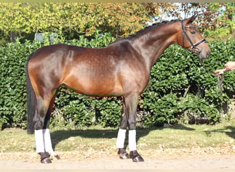 Koń hanowerski, Klacz, 8 lat, 168 cm, Gniada