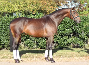 Koń hanowerski, Klacz, 8 lat, 168 cm, Gniada