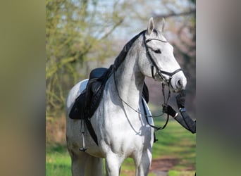 Koń hanowerski, Klacz, 8 lat, 168 cm, Siwa