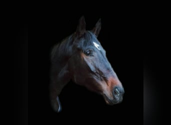 Koń hanowerski, Klacz, 8 lat, 169 cm, Ciemnogniada