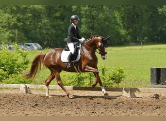 Koń hanowerski, Klacz, 8 lat, 169 cm, Ciemnokasztanowata