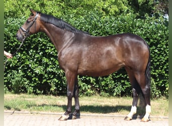 Koń hanowerski, Klacz, 8 lat, 169 cm, Gniada