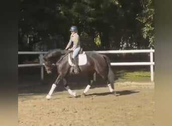 Koń hanowerski, Klacz, 8 lat, 170 cm, Ciemnogniada