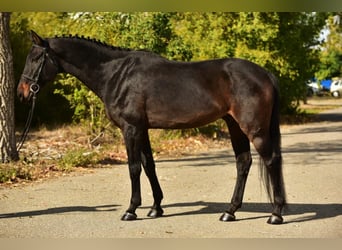 Koń hanowerski, Klacz, 8 lat, 170 cm, Ciemnogniada