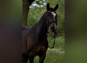 Koń hanowerski, Klacz, 8 lat, 170 cm, Ciemnogniada