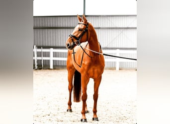 Koń hanowerski, Klacz, 8 lat, 170 cm, Ciemnokasztanowata