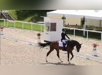 Koń hanowerski, Klacz, 8 lat, 170 cm, Gniada