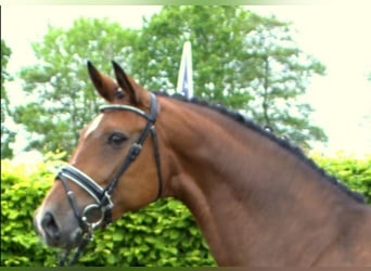 Koń hanowerski, Klacz, 8 lat, 170 cm, Gniada