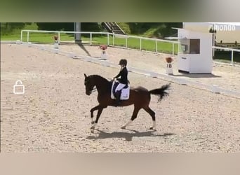 Koń hanowerski, Klacz, 8 lat, 170 cm, Gniada