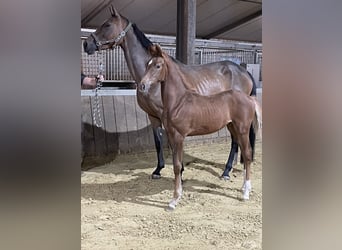 Koń hanowerski, Klacz, 8 lat, 170 cm, Gniada