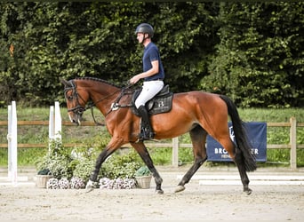 Koń hanowerski, Klacz, 8 lat, 170 cm, Gniada