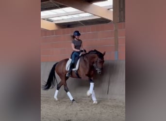 Koń hanowerski, Klacz, 8 lat, 170 cm, Gniada