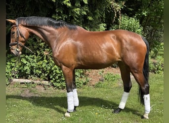 Koń hanowerski, Klacz, 8 lat, 170 cm, Gniada
