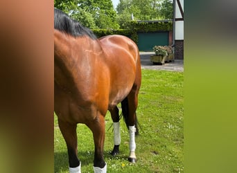 Koń hanowerski, Klacz, 8 lat, 170 cm, Gniada
