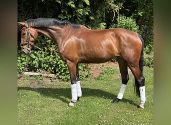 Koń hanowerski, Klacz, 8 lat, 170 cm, Gniada
