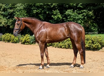 Koń hanowerski, Klacz, 8 lat, 170 cm, Kasztanowata