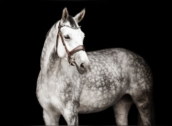 Koń hanowerski, Klacz, 8 lat, 170 cm, Siwa
