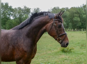 Koń hanowerski, Klacz, 8 lat, 170 cm, Skarogniada