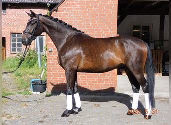 Koń hanowerski, Klacz, 8 lat, 171 cm, Gniada