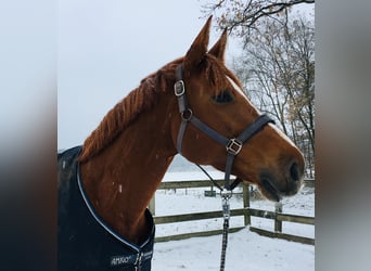 Koń hanowerski, Klacz, 8 lat, 171 cm, Kasztanowata