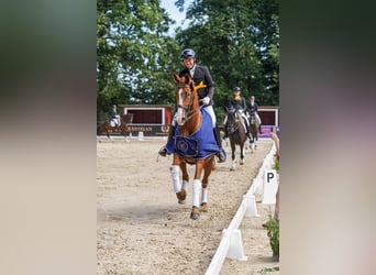 Koń hanowerski, Klacz, 8 lat, 171 cm, Kasztanowata