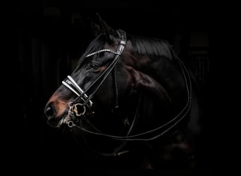 Koń hanowerski, Klacz, 8 lat, 172 cm, Ciemnogniada