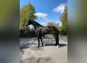 Koń hanowerski, Klacz, 8 lat, 172 cm, Ciemnogniada