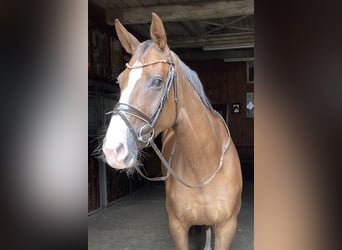 Koń hanowerski, Klacz, 8 lat, 172 cm, Ciemnokasztanowata