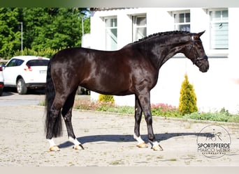Koń hanowerski, Klacz, 8 lat, 172 cm, Kara