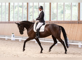 Koń hanowerski, Klacz, 8 lat, 172 cm, Kara