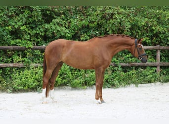 Koń hanowerski, Klacz, 8 lat, 172 cm, Kasztanowata