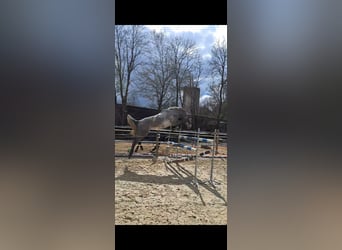 Koń hanowerski, Klacz, 8 lat, 172 cm, Siwa