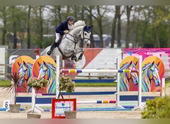 Koń hanowerski, Klacz, 8 lat, 173 cm, Siwa