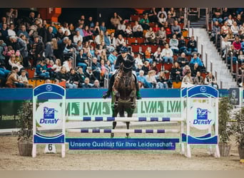 Koń hanowerski, Klacz, 8 lat, 174 cm, Kara