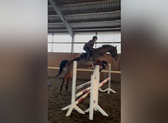 Koń hanowerski, Klacz, 8 lat, 175 cm, Gniada