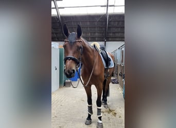 Koń hanowerski, Klacz, 8 lat, 175 cm, Gniada