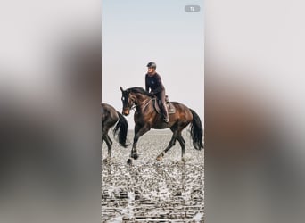 Koń hanowerski, Klacz, 8 lat, 175 cm, Gniada