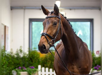 Koń hanowerski, Klacz, 8 lat, 177 cm, Ciemnogniada