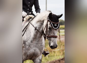 Koń hanowerski, Klacz, 8 lat, Siwa jabłkowita