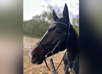Koń hanowerski, Klacz, 9 lat, 160 cm, Ciemnogniada
