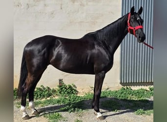 Koń hanowerski, Klacz, 9 lat, 162 cm, Kara