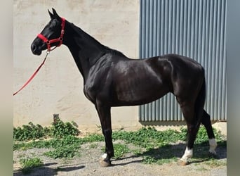 Koń hanowerski, Klacz, 9 lat, 162 cm, Kara