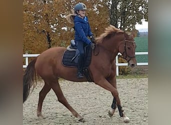 Koń hanowerski, Klacz, 9 lat, 163 cm, Kasztanowata