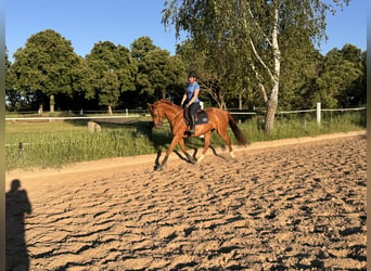 Koń hanowerski, Klacz, 9 lat, 164 cm, Kasztanowata