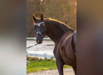 Koń hanowerski, Klacz, 9 lat, 164 cm