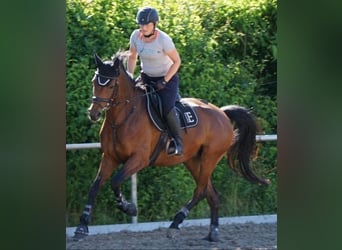 Koń hanowerski, Klacz, 9 lat, 165 cm, Ciemnogniada