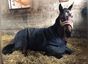 Koń hanowerski, Klacz, 9 lat, 165 cm, Ciemnogniada