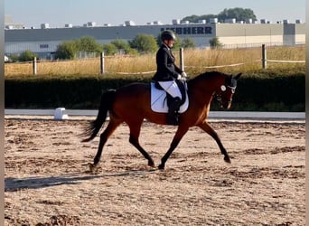 Koń hanowerski, Klacz, 9 lat, 165 cm, Ciemnogniada