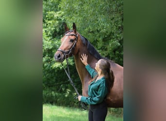 Koń hanowerski, Klacz, 9 lat, 165 cm, Ciemnogniada