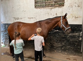 Koń hanowerski, Klacz, 9 lat, 165 cm, Gniada